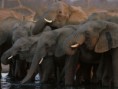 /album/photo-gallery/a10-tours-zimbabwe-elephants-33565-600x450-jpg/