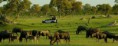 /album/photo-gallery/croppedimage1280500-hwange-national-park-wildebeest-resized-zimbabwe-safari-jpg/